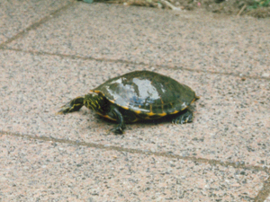 Schildpad